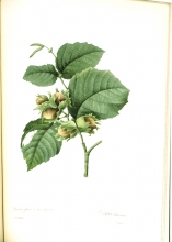 Redouté fruits and flowers 14/24